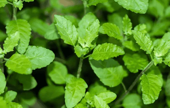 A Chemical Structure of Holy Basil Powder Extract