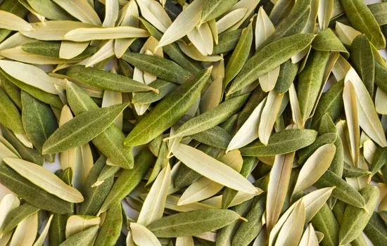 A Chemical Structure of Olive Leaf Powder
