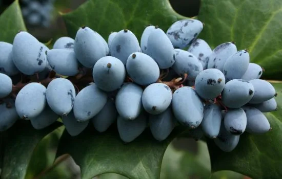 A Chemical Structure of Oregon Grape Root Powder