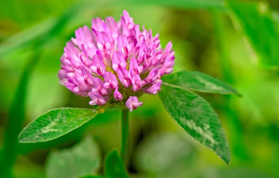 A Chemical Structure of Red Clover Flower Powder