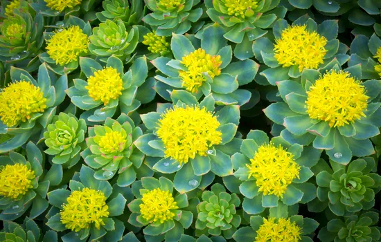 A Chemical Structure of Rhodiola