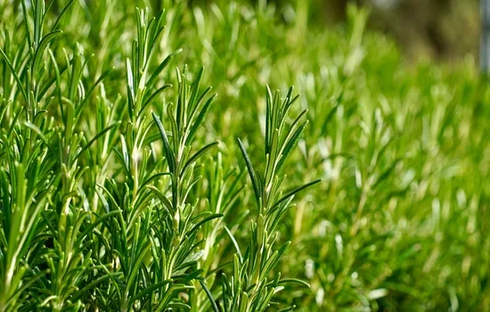 A Chemical Structure of Rosemary Leaf