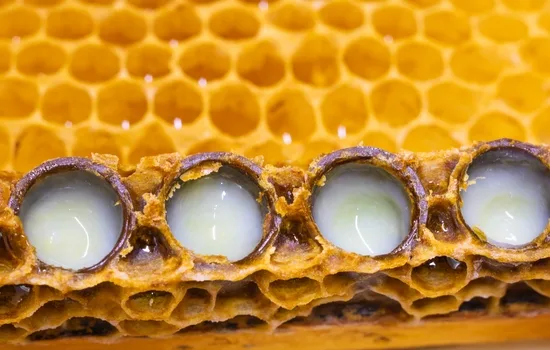 A Chemical Structure of Royal Jelly