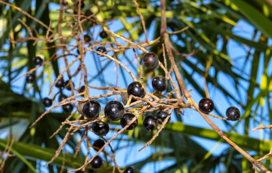 A Chemical Structure of Saw Palmetto Berry Powder