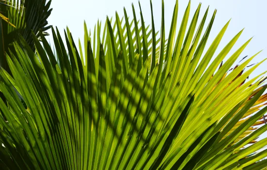 A Chemical Structure of Saw Palmetto Powdered Extract