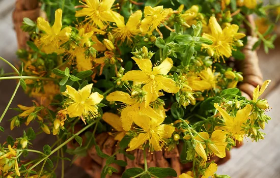 A Chemical Structure of St. John’s Wort
