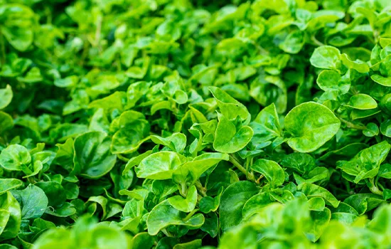 A Chemical Structure of Watercress Herb Powder