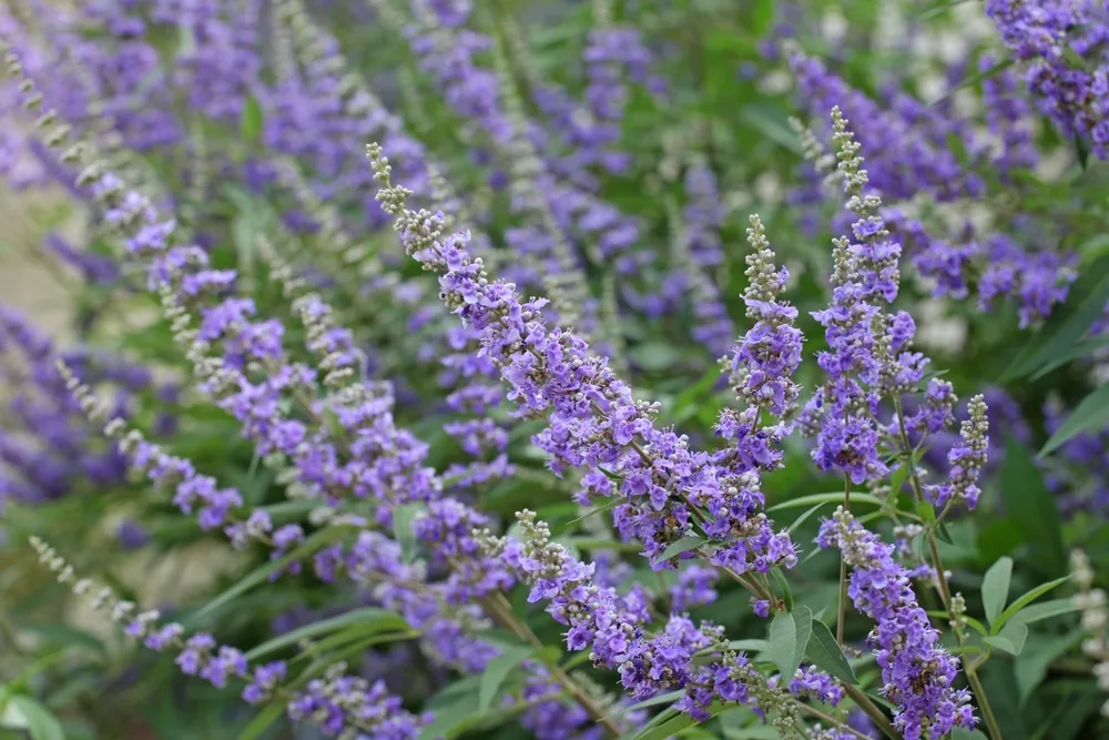 A Chemical Structure of Agnus Castus
