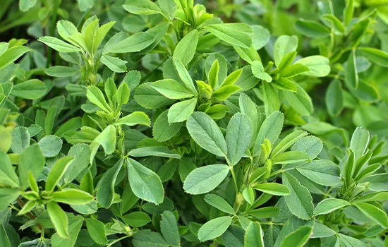 A Chemical Structure of Alfalfa Grass Organic