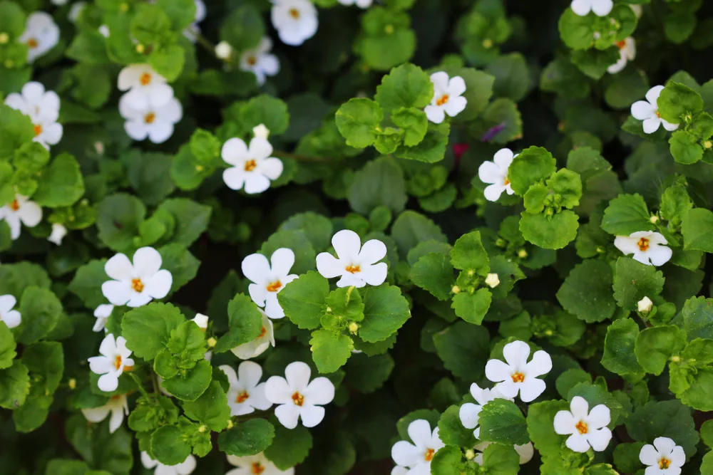 A Chemical Structure of Bacopa Monnieri