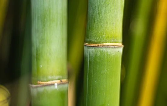 A Chemical Structure of Bamboo Silica
