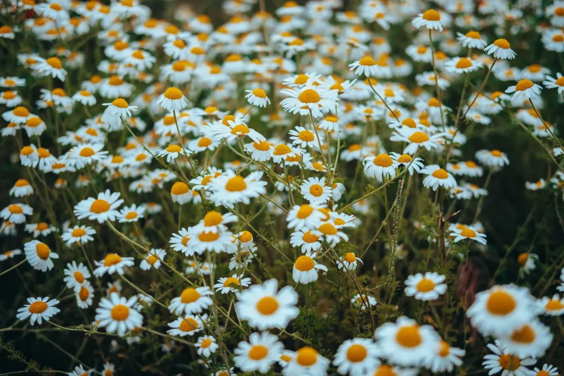 A Chemical Structure of Chamomile