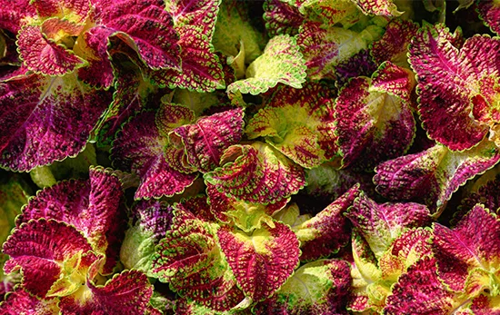 A Chemical Structure of Coleus Forskolin