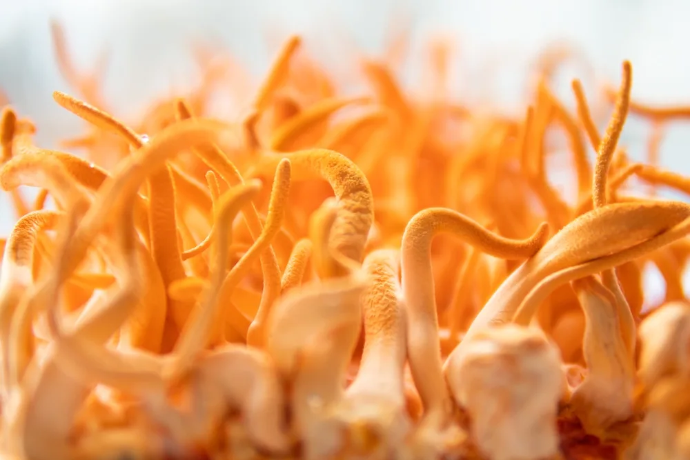 A Chemical Structure of Cordyceps
