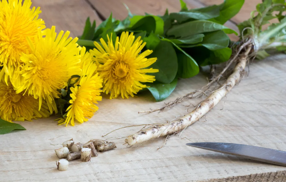 A Chemical Structure of Dandelion Root