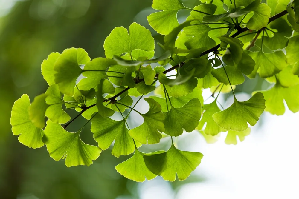 A Chemical Structure of Ginkgo Biloba