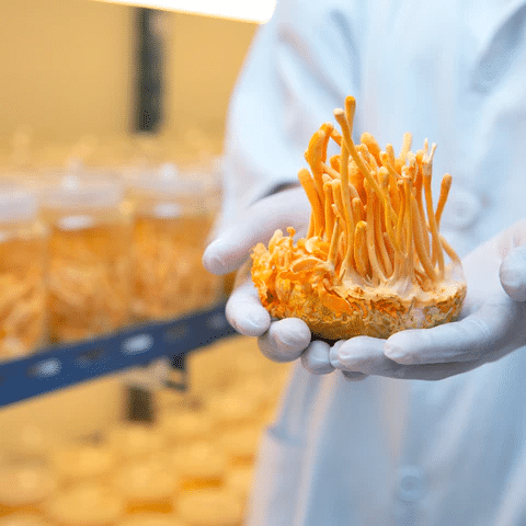 A person wearing PPE holding orange cordyceps mushrooms in a cordyceps mushroom farm setting.