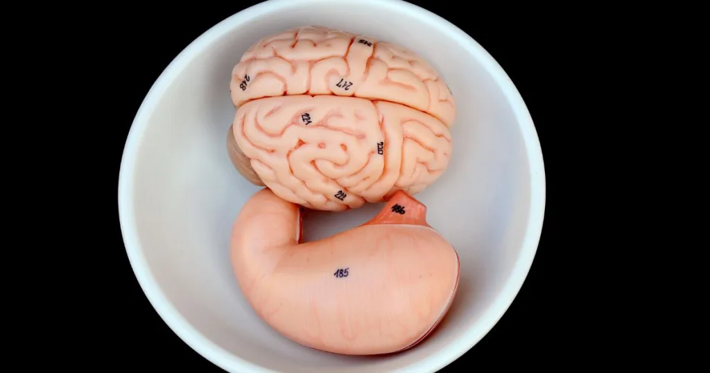 Models of a brain and stomach inside of a white bowl.