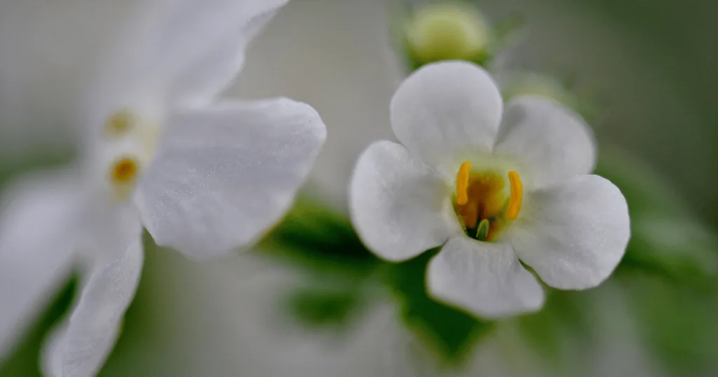 A close up of white bacopa monnieri flowers.