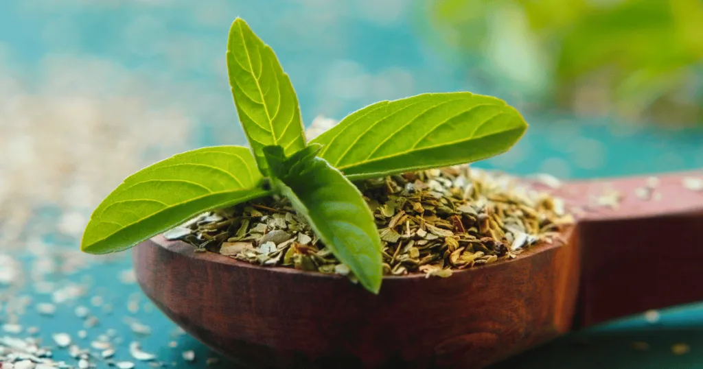 A wooden spoon filled with dried holy basil herbs, with fresh green holy basil leaves on top.