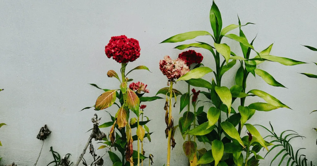 Various types of botanicals, with pinkish flowers.