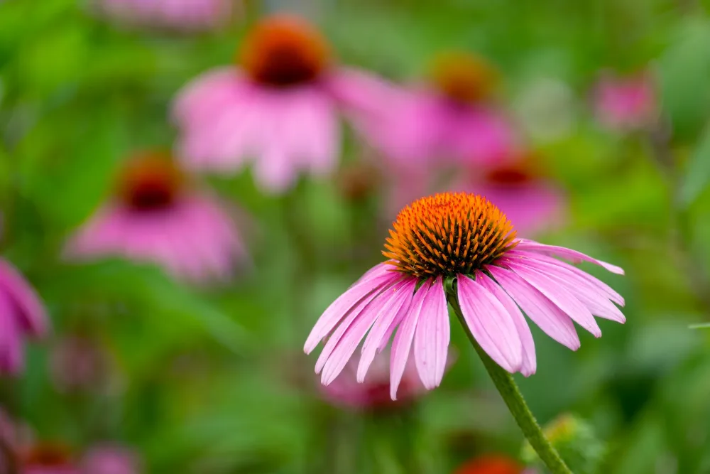 A Chemical Structure of Echinacea